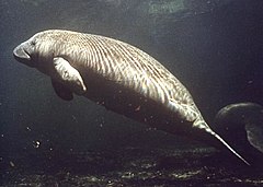 Manatee photo.jpg