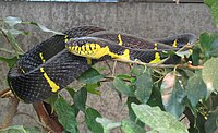 Мангровая змея