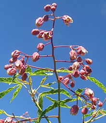 The inflorescence of cassava (Manihot esculenta, Family Euphorbiaceae), a tropical tuber crop. Muruwere, Manica Province of Mozambique. The leaves show symptoms of cassava mosaic disease, caused by a virus. Manihot esculenta flowers.jpg