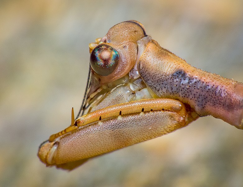 File:Mantid Lacewing (Mantispidae) Eye.jpg