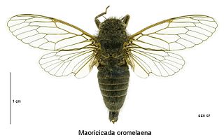 <i>Maoricicada oromelaena</i> Species of true bug