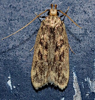 <i>Martyringa latipennis</i> Species of moth