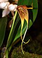 Masdevallia macrura