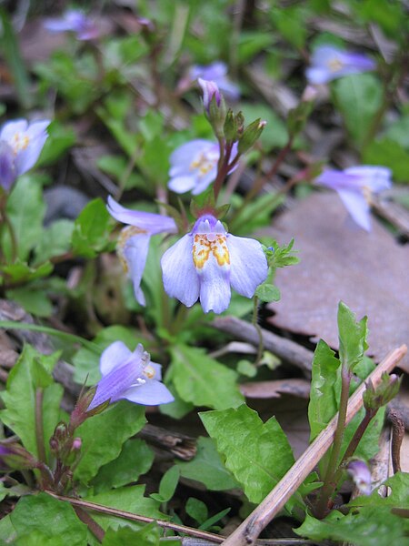 File:Mazus miquelii.JPG