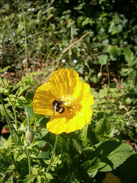 File:Meconopsis cambrica RHu 003.JPG