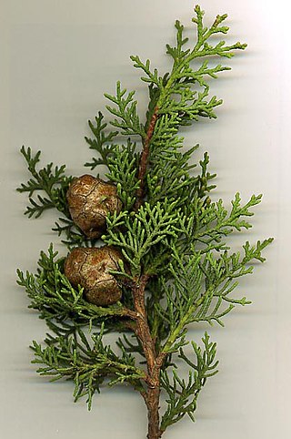 <span class="mw-page-title-main">Cupressaceae</span> Cypress family of conifers