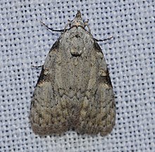 Meganola phylla - Obalni niz Meganola moljac (13969499879) .jpg