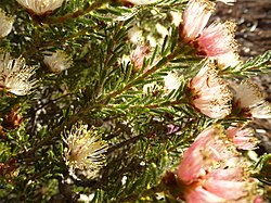 Melaleuca urceolaris(3).jpg