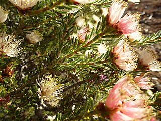 <i>Melaleuca laetifica</i> Species of flowering plant