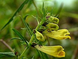 Melampyrum pratense11. jpg