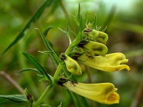 Melampyrum pratense11.jpg