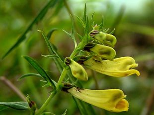 Almindelig Kohvede (Melampyrum pratense)