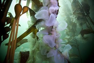 Melibe leonina in kelp forest. Melibe leonina, Big Sur 2.jpg