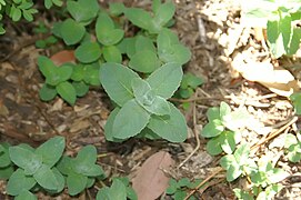 Mentha canadensis 0zz.jpg