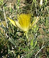 Mentzelia laevicaulis