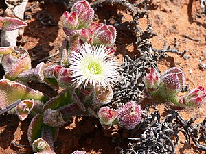 Icewort (Mesembryanthemum crystallinum)