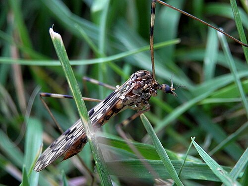 Crane Fly (Tipulidae)