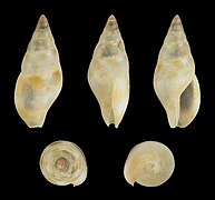 Metanachis laingensis, shell