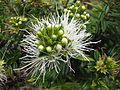 Bílé květenství M. operculata