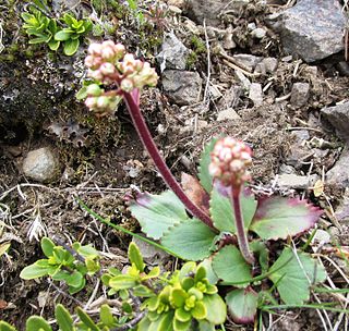 <i>Micranthes occidentalis</i> Species of flowering plant