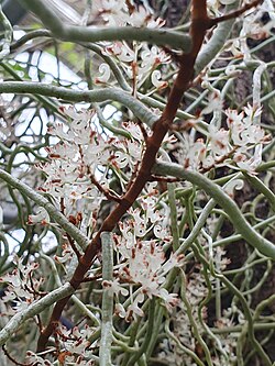 Microcoelia aphylla (Thouars) Summerh. cultivated in the Botanical Garden of the University of Regensburg 3.jpg