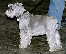 Miniature Schnauzer 2.jpg