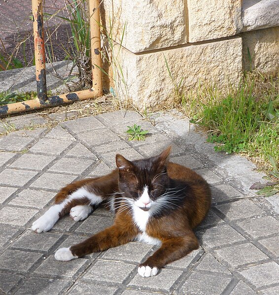 File:Miranda de Ebro - Gato en la Carrerera de Logroño 1.jpg