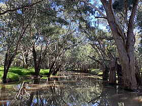 Mirrool Creek at Ardlethan, NSW