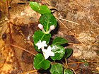 Mitchella repens 03.jpg