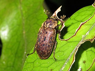 <i>Mitophyllus parrianus</i> Species of beetle