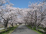 Rijeka Miya Sakura.jpg