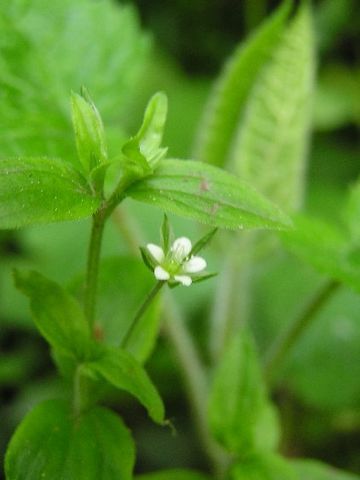 Moehringia trinervia