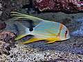 Monaco.Musee oceanographique050.jpg