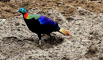Monal National bird of Nepal.jpg