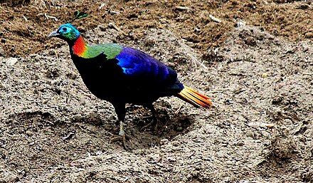 Monal , local name Danfe National bird of Nepal,seen at Kumjum, Sagarmatha National Park.