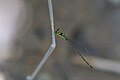 Mortonagrion hirosei 2.jpg