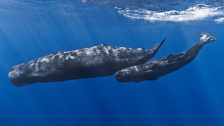 Sperm whales, an example of air-breathing aquatic animals.