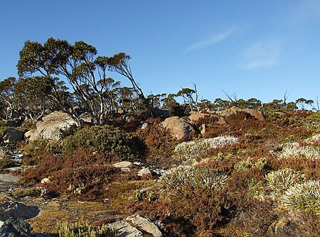 Tập_tin:Mount_Wellington,_Tasmania_-_high_moor_peat_vegetation.jpg