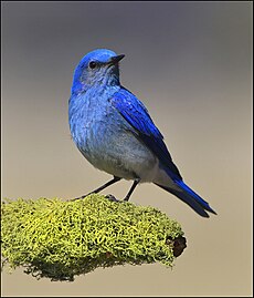 Mountain Bluebird - MGL6138.jpg