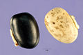 Mucuna-pruriens-seeds.jpg