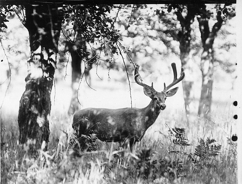 File:Mule Deer, Buck and Apple Tree, Yosemite, California , July 19, 1928, Joseph Dixon Collection, Print (93ea71fb157242b2b974afb002b242f8).jpg