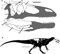 Megaraptora