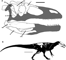 Murusraptor.PNG