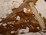Biotit (brun) och muskovit i en ortognejs tunn sektion under planpolariserat ljus.