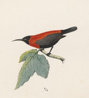 Red-collared myzomela Species of bird