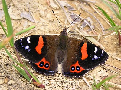 NZ Red Admiral butterfly