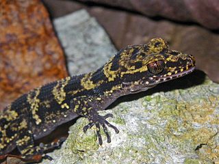 <i>Nactus kunan</i> Species of lizard