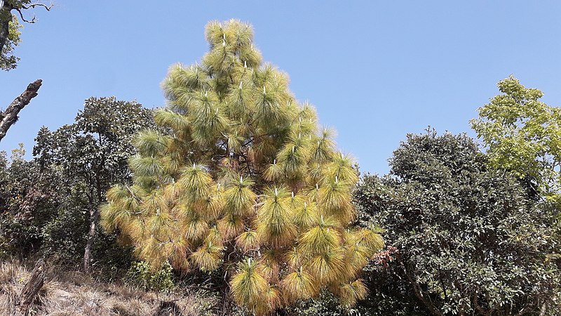 File:Nagarjun- shivapuri national park 20190316 135758.jpg