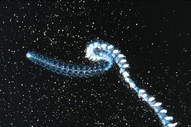 Siphonophora Nanomia cara (sottordine Physonectae)