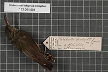 Centre de Biodiversité Naturalis - RMNH.AVES.133672 1 - Oedistoma iliolophus iliolophus (Salvadori, 1876) - Meliphagidae - spécimen de peau d'oiseau.jpeg